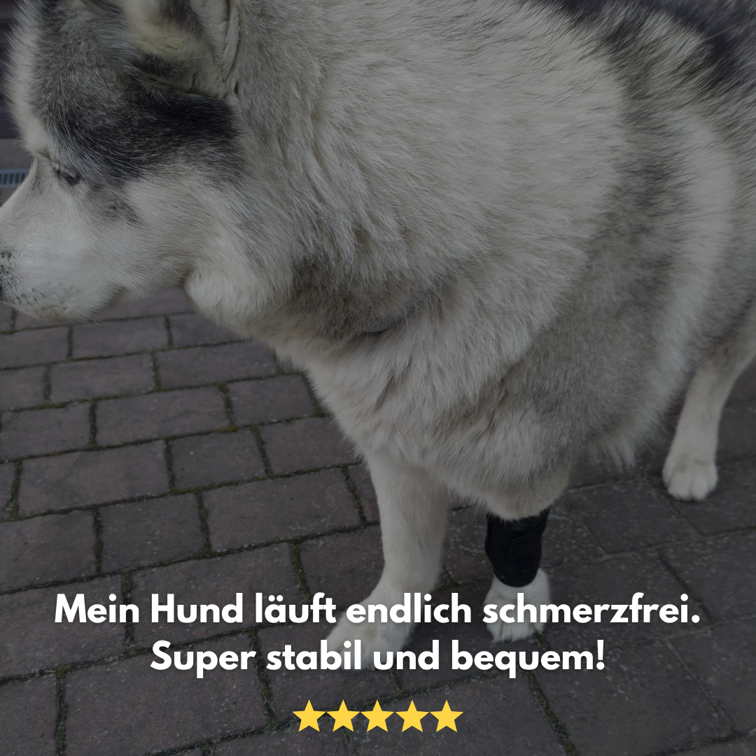 FlexiPaw: Die Gelenkbandage für dein Vierbeiner