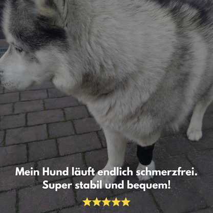 FlexiPaw: Die Gelenkbandage für dein Vierbeiner