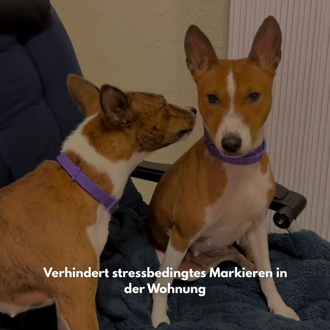 CalmCraft: Beruhigendes Hundehalsband