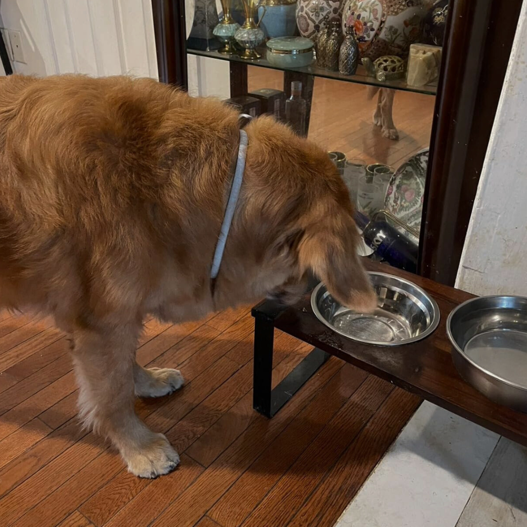 CalmCraft: Beruhigendes Hundehalsband